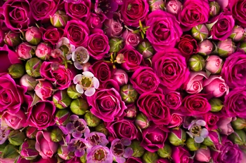 

showy rose printed photo studio backdrops Art fabric Valentine's background for indoor newborn baby girl background D-9866