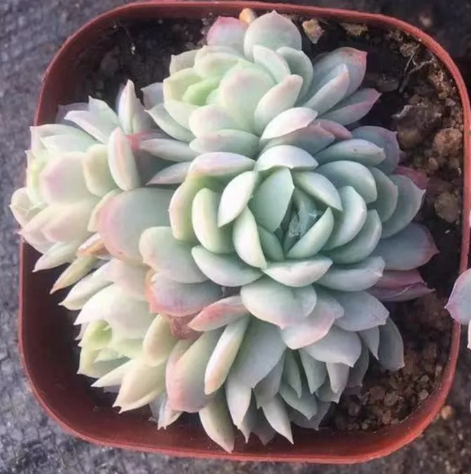 Echeveria 'Rasberry Ice 'суккулент кластер редких суккулентных черенков все различные живые растения настоящее растение