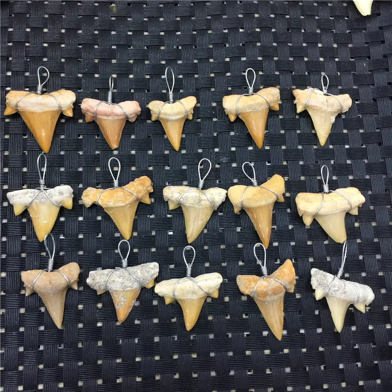 1PC Natural Animal Fossil Shark Teeth Pendant Fossil Mineral Specimens For Collection WoMen's Men's Necklace As Gift