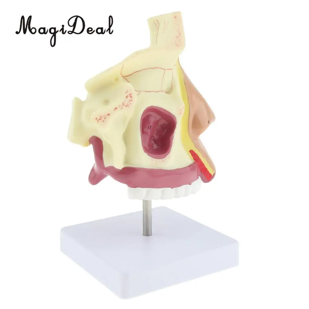 Medical Nasal Cavity Anatomical Model Human Mouth Nose Throat Anatomy Model with Stand Base