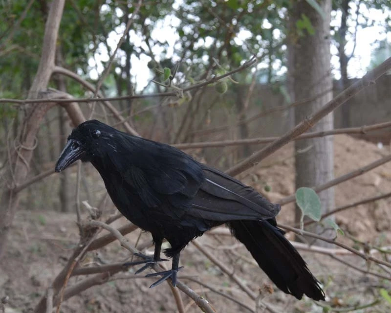 new 30cm halloween simulation black feather crows for cosplay photography magic props halloween decoration plastic decoy