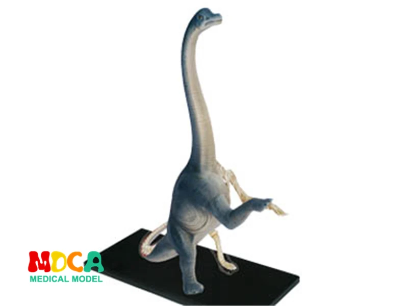 brachiosaure-4d-maitre-puzzle-jouet-d'assemblage-modele-d'anatomie-modele-d'enseignement-medical-biologique-animale-dinosaure