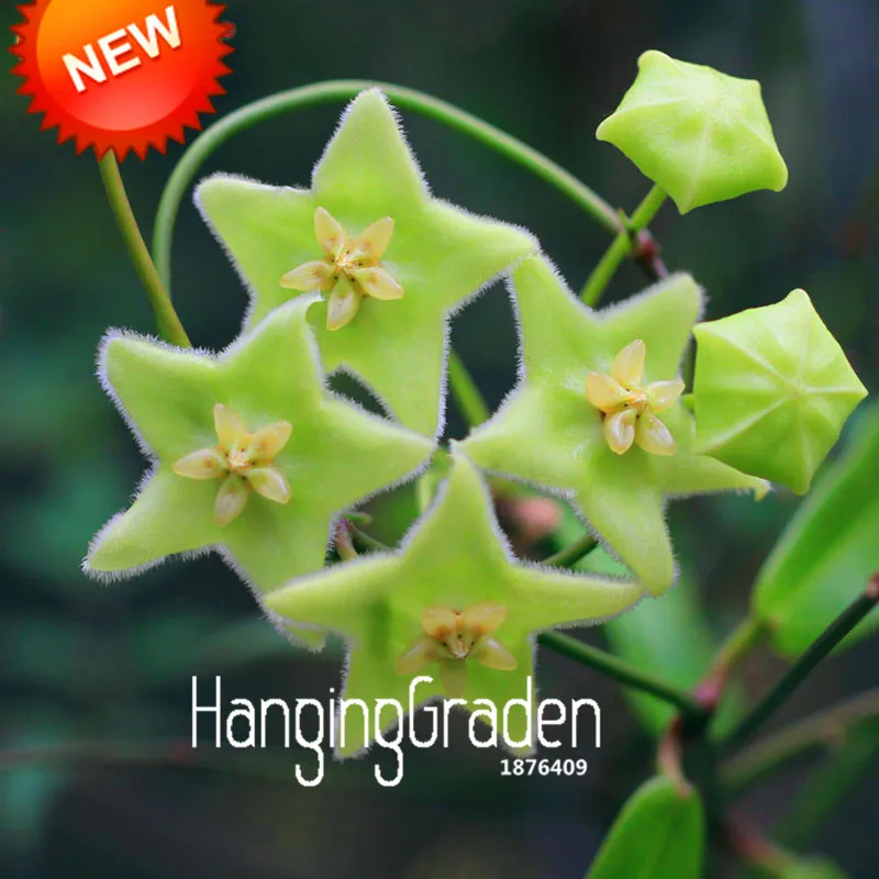 Акция потери! домашний карликовый сад редкая Орхидея Hoya, Hoya Carnosa растение Орхидея цветок Флорес серия 100 шт./лот,# 95617A