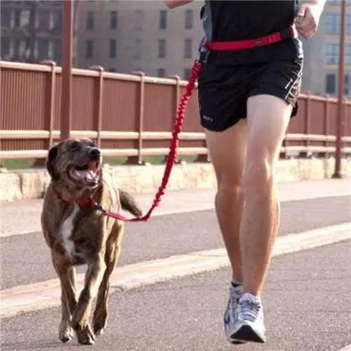 Running pet. Физические нагрузки для собак. Нагрузка для собаки. Dog Leash фильм. Нагруженная собака.