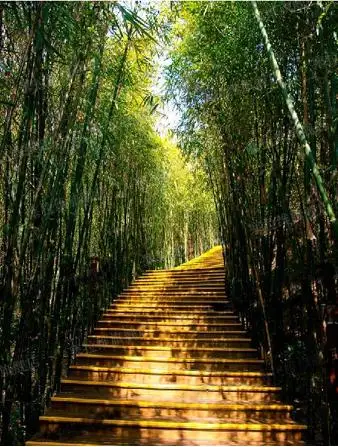 

Custom photo wallpaper large mural 3D living room hallway wallpaper bamboo trail wallpaper mural
