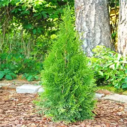 50 шт. китайский Platycladus Thuja Orientalis бонсай для дома Растения Сад Дерево бессмертный символ долголетия бонсай