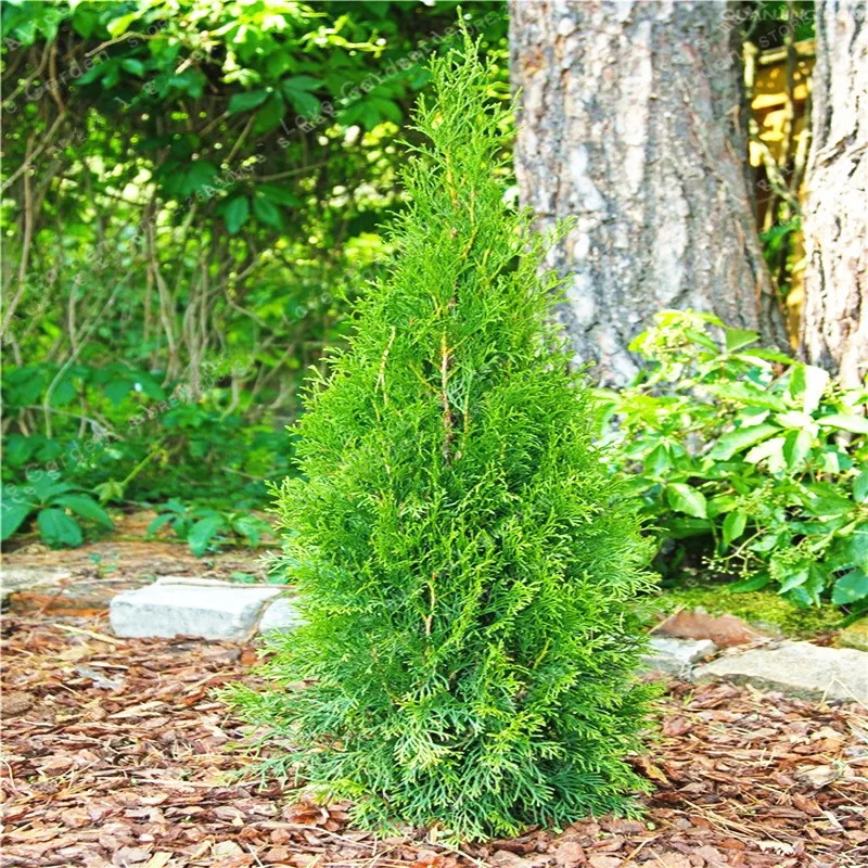 50 Pcs Chinese Platycladus Thuja Orientalis Bonsai For Home Plants Garden Tree Immortal Symbol Of Longevity Bonsai