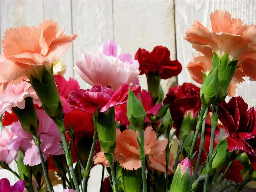 aliexpresscom buy 50 seeds mixed color carnation flower seeds beautiful lovely flowers seed for home garden from reliable flower seeds suppliers on - Carnation Flower Colors aliexpresscom buy 50 seeds mixed color carnation flower seeds beautiful lovely flowers seed for home garden from reliable flower seeds suppliers on - Carnation Flower Colors