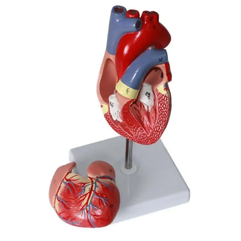 Модель сердца человека двухкомпонентная Роскошная Реплика человеческого | Отзывы и видеообзор