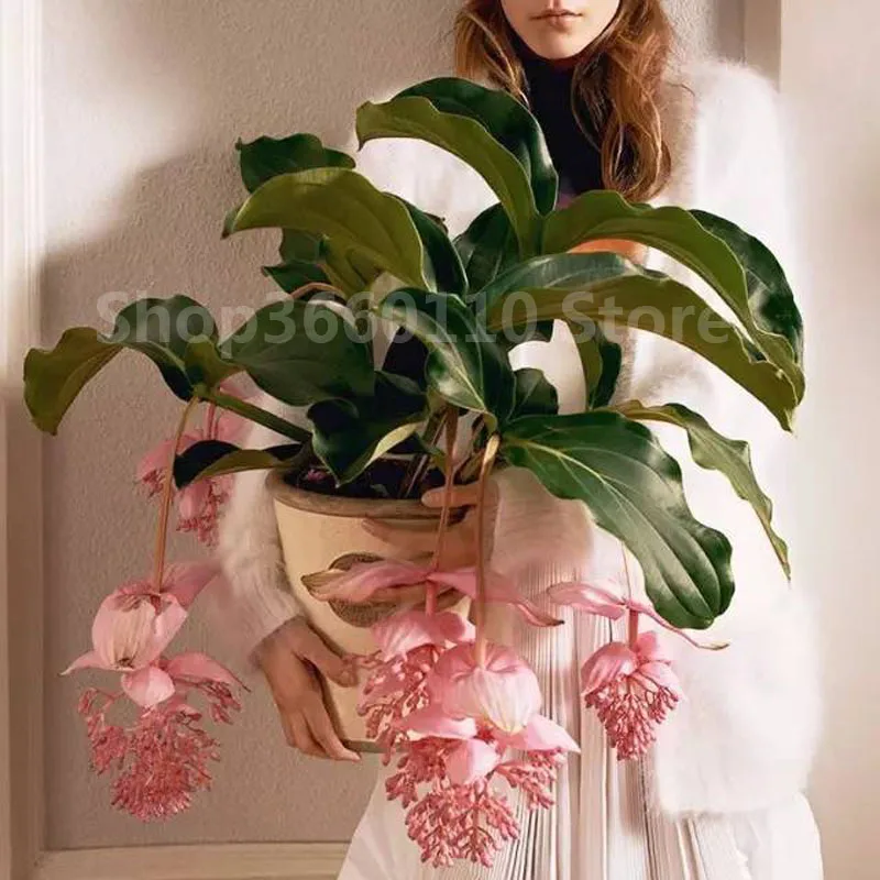 Medinilla Magnifica завод plantas natura бонсай цветочное растение для дома цветок для украшения сада завод 100 шт. семена цветок Medinilla Magnifica завод plantas natura бонсай цветочное растение для дома цветок для украшения сада завод 100 шт. семена цветок