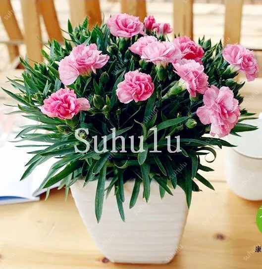 New Arrival! Rare Mini Carnations Bonsai Flowers Dianthus Caryophyllus Flowers Bonsai For Home Garden Plant Mom Gift 100 Pcs New Arrival! Rare Mini Carnations Bonsai Flowers Dianthus Caryophyllus Flowers Bonsai For Home Garden Plant Mom Gift 100 Pcs