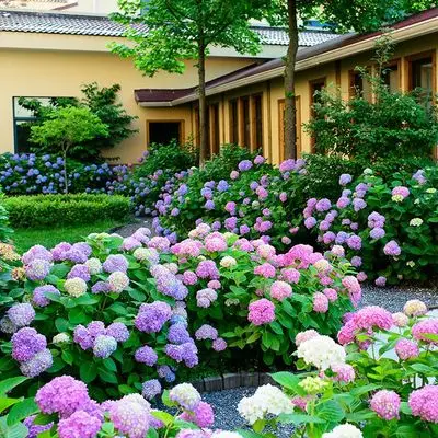 

50 pcs Mixed Colour Hydrangea Endless Summer Hydrangea Bag Postal Perennial Mixed Colour