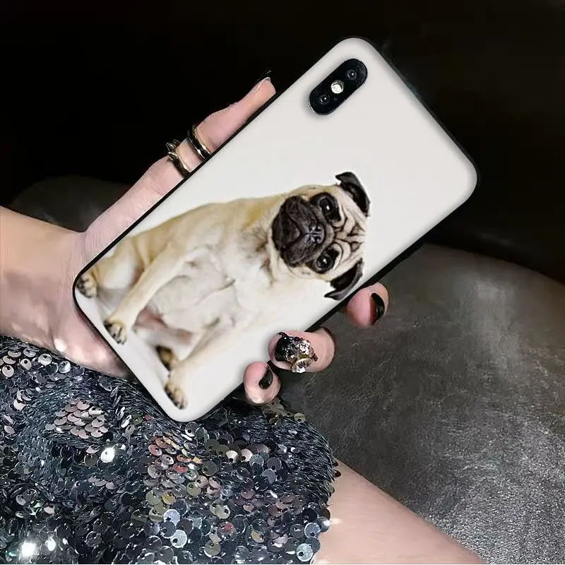 Animal Cute Pug Dog