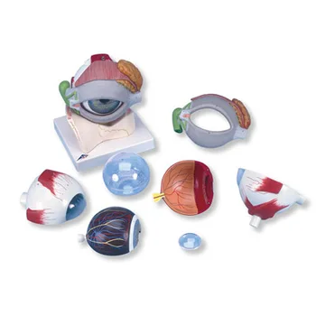 

Medical Science and Education Human Eye Model 8 Parts
