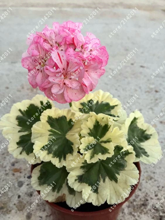 100pcs/bag geranium seed bonsai flower seeds Perennial Flower Seeds Pelargonium Peltatum Seeds potted geranium for home garden  