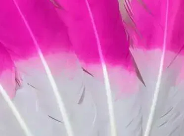 wf