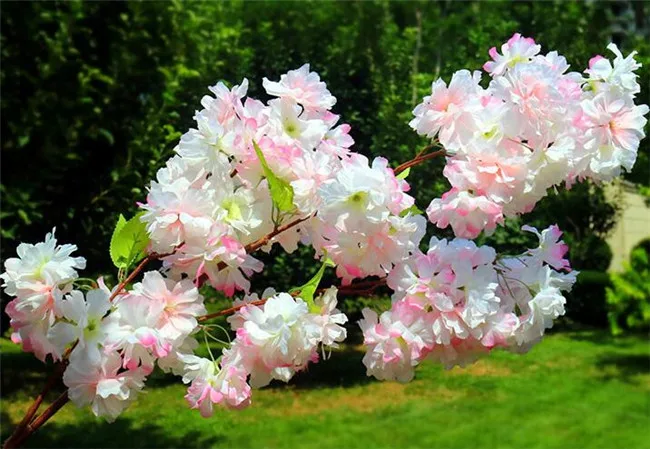 30p искусственный водопад цветок вишни ветка белый/розовый/шампань вишня Бегония Сакура стволовых деревьев с зеленым листом - Цвет: 003