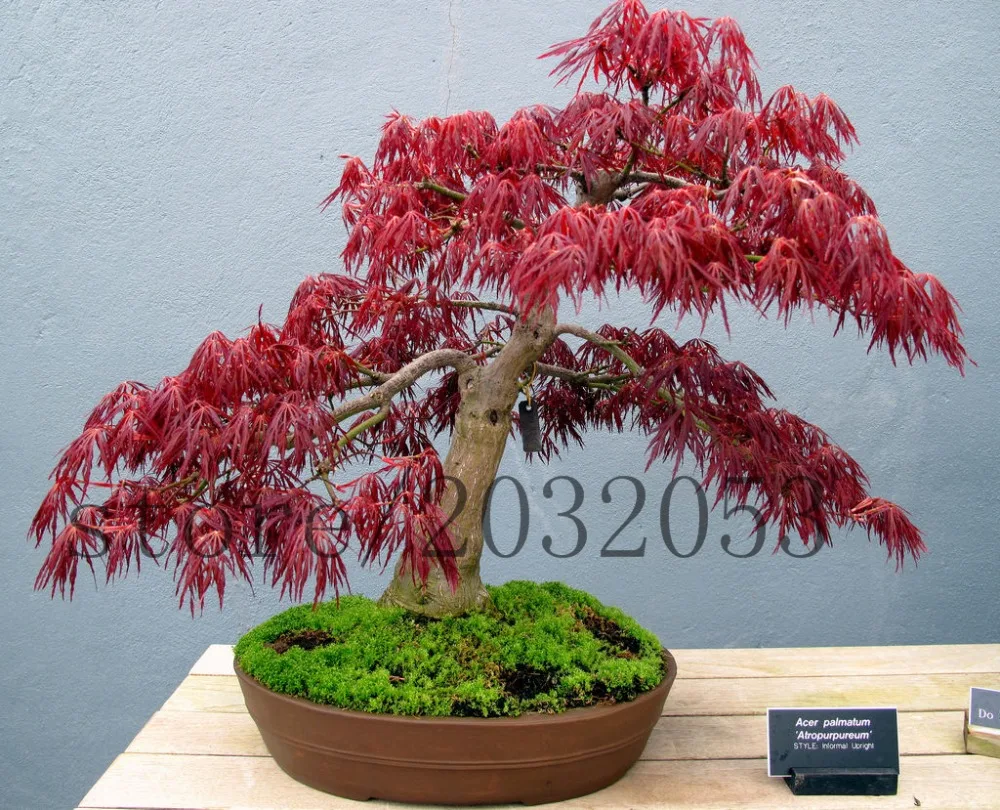 20 japanese maple tree seeds rare mini bonsai tree seed for home garden planting fast grow 20 japanese maple tree seeds rare mini bonsai tree seed for home garden planting fast grow