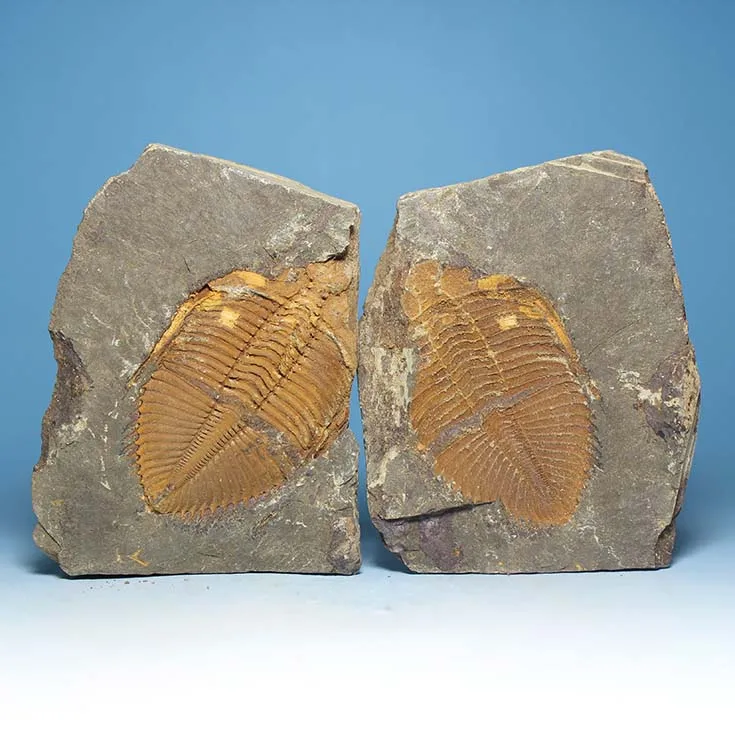 

Toys negative crown molding off Trilobite fossil specimens insect fossils natural stone