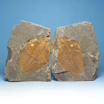 

Toys negative crown molding off Trilobite fossil specimens insect fossils natural stone