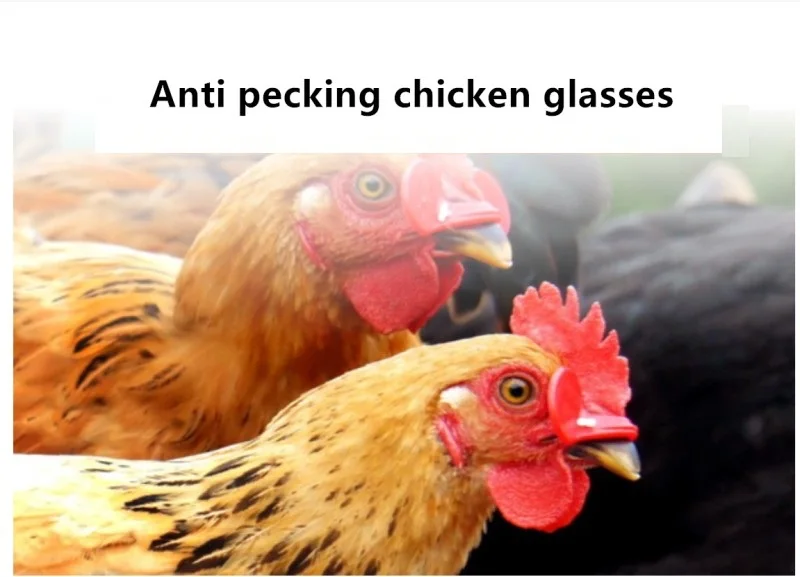 new type chicken glasses for cover chicken eyes