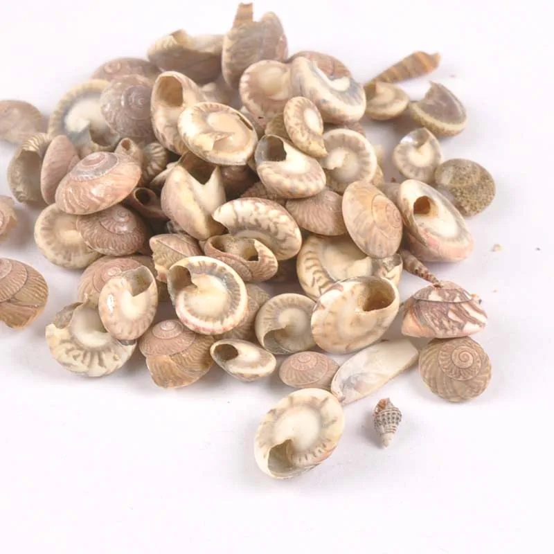 

100pcs 8-13mm No Hole Natural Vortex Shells DIY Scrapbook Craft Seashells For Handmade Jewelery Home Decor Accessories tr0242x
