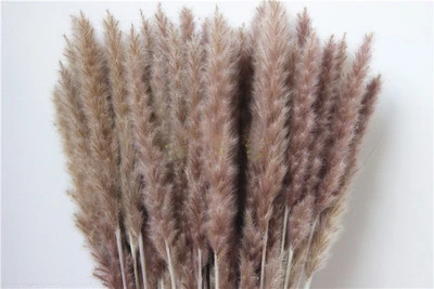 Натуральные Сушеные Pampas Grass Phragmites comris Reed Plant свадебные цветы 30 шт./лот товары для