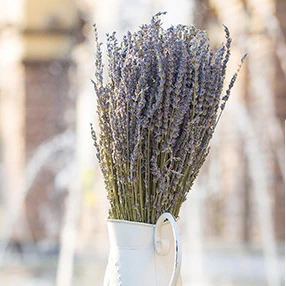 Flores secas naturales para decoración del hogar, flores reales de lavanda  secas del Reino Unido, 250g, venta al por mayor|dried lavender  flower|lavender flowersflowers for - AliExpress