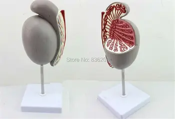 

3.5 times Human male skull brain Testicular Pathology model genital skeleton anatomical Syringe syringe model Corset for posture