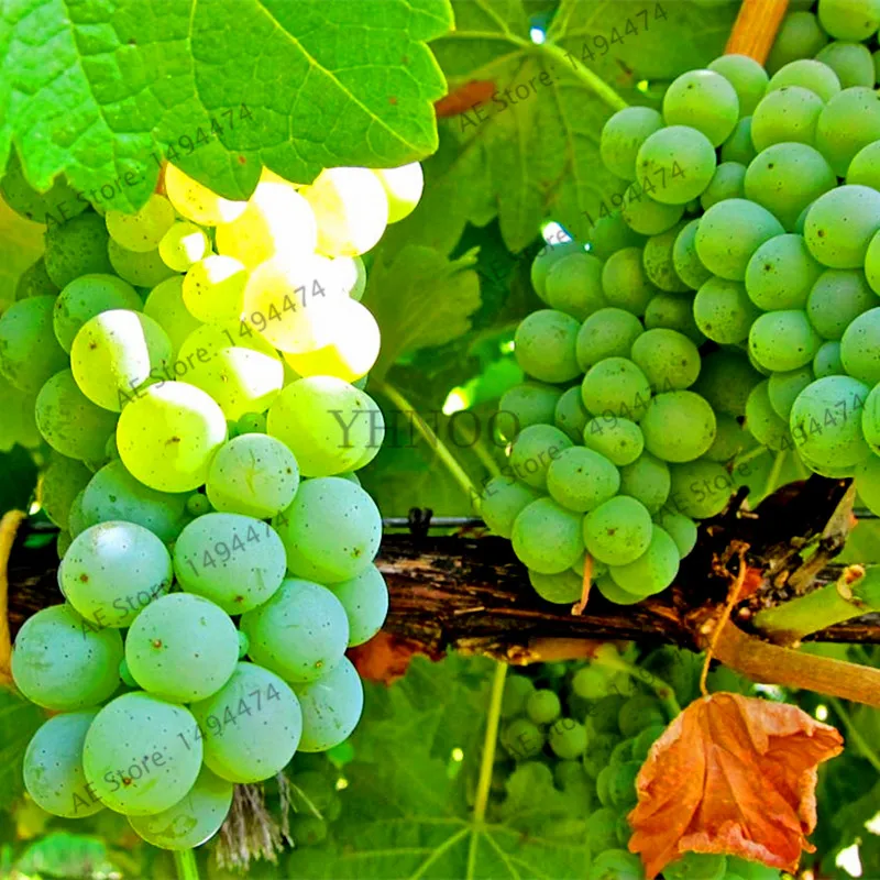 Sweet Grape Seeds 50Pcs Best Seeds Online Free Shipping Worldwide