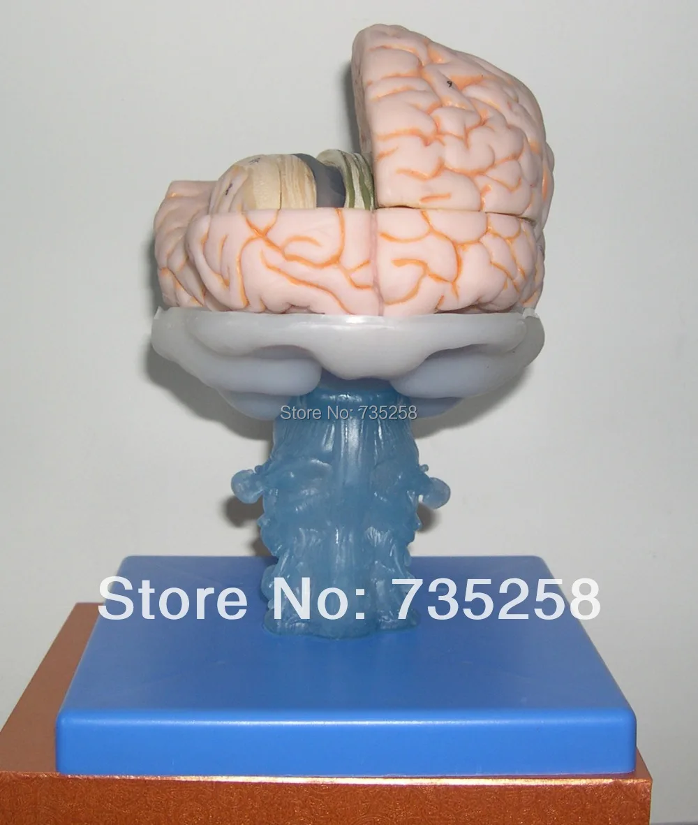 Сертификация ISO передовая анатомическая модель мозга, анатомическая Учебная модель мозга, модель мозга