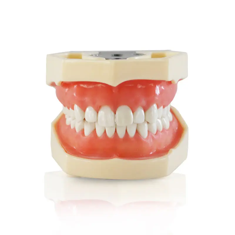 NEW Dental All Removable Teeth Model 28 pcs Dental Teeth Model for
