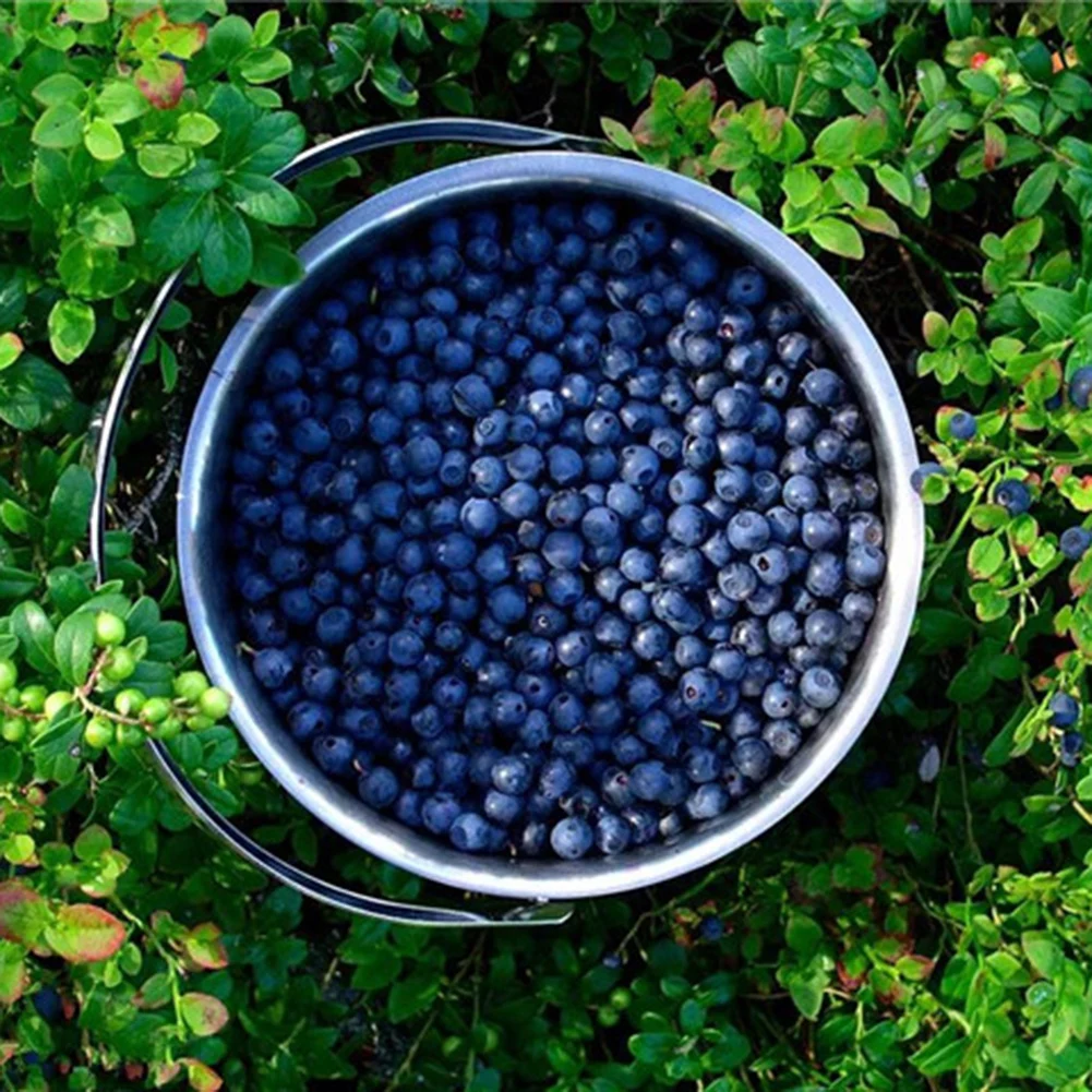 

50 pcs/set Artificial Blueberry Crafts Simulation Foam Fake Fruit Blueberries Photography Prop Home Kitchen Cabinet Decoration