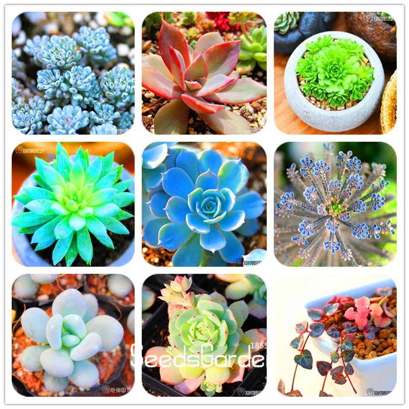 Loss Promotion 10pcs 99 Kinds to choose Lithops Seeds Succulents Seeds Pseudotruncatella Office font b Bonsai