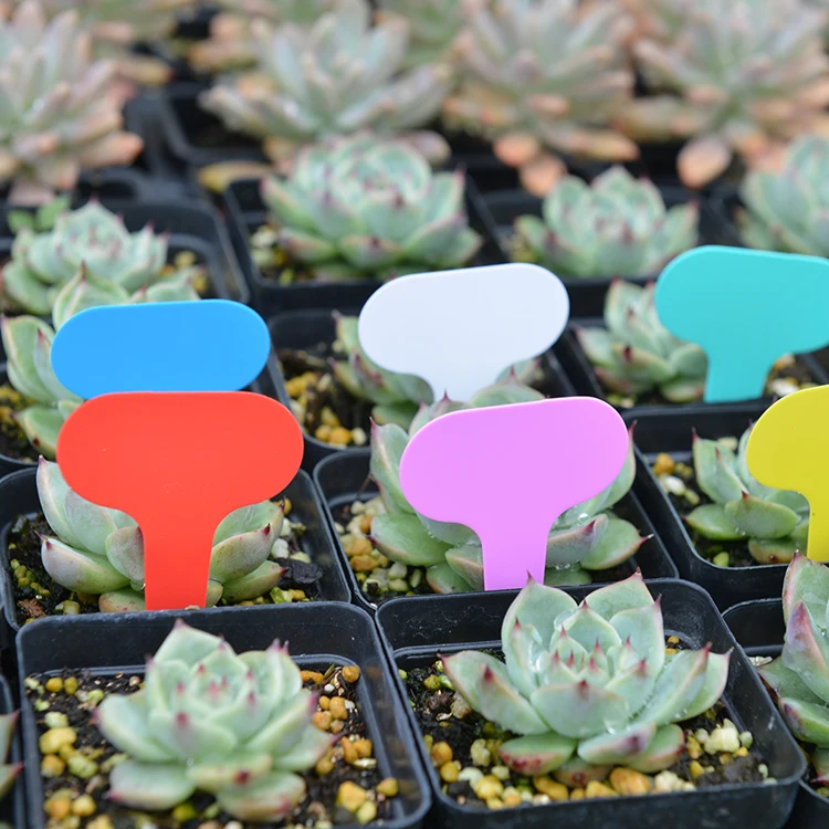 

100 pcs The color of succulent plants plastic T Type flower pot label 5X7 cm Gardening labels for plants name tag Multi-tool