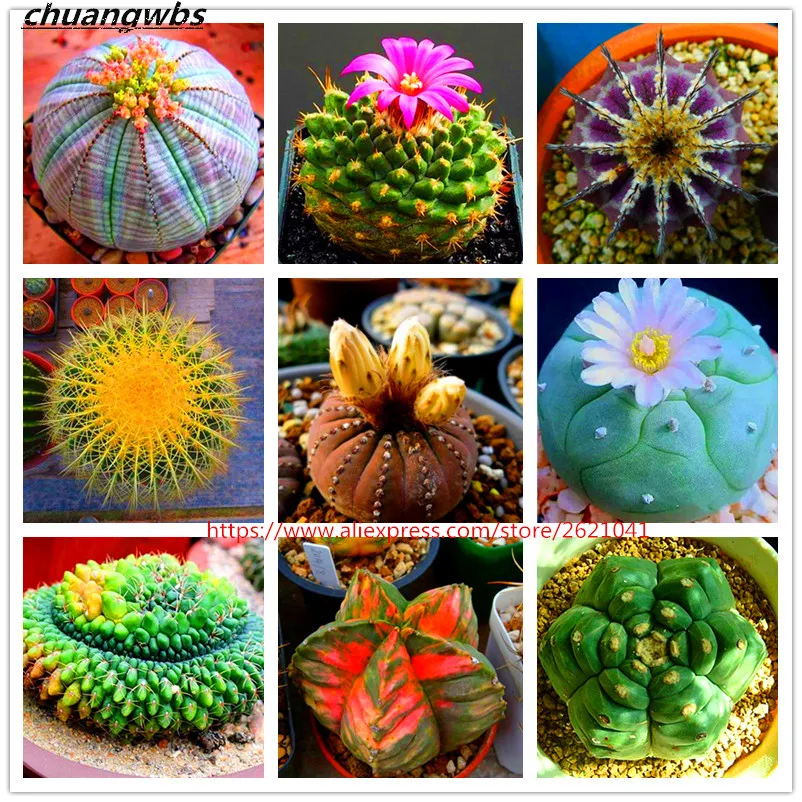 

100pcs Mixed Astrophytum Cactus flores Succulents Plants Bonsai plantas for Home Garden Potted Plants Rare Flower Prickly pear