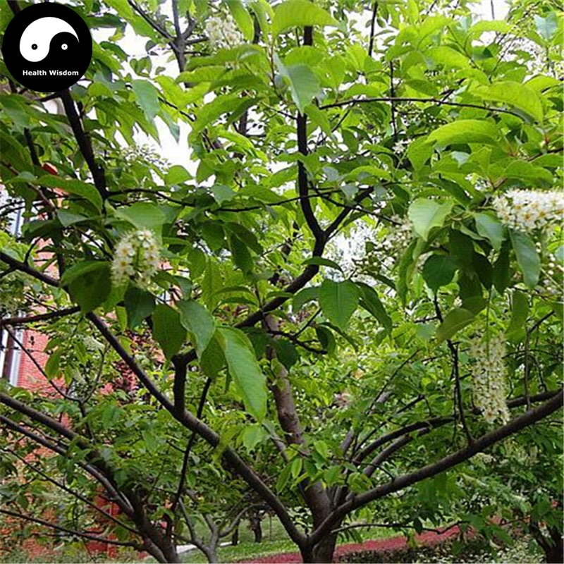 Купить Prunus Padus дерево Semente 40 шт. завод падьюс Racemosa для Чоу Li