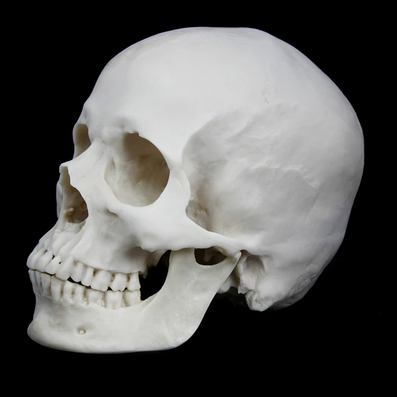 череп муляж. разборная модель черепа. череп анатомия. разборная модель черепа. мягкие кости головы.