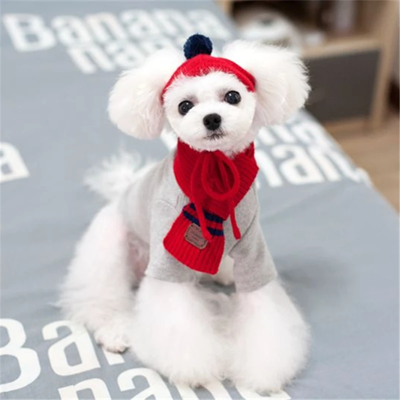 teddy maltese