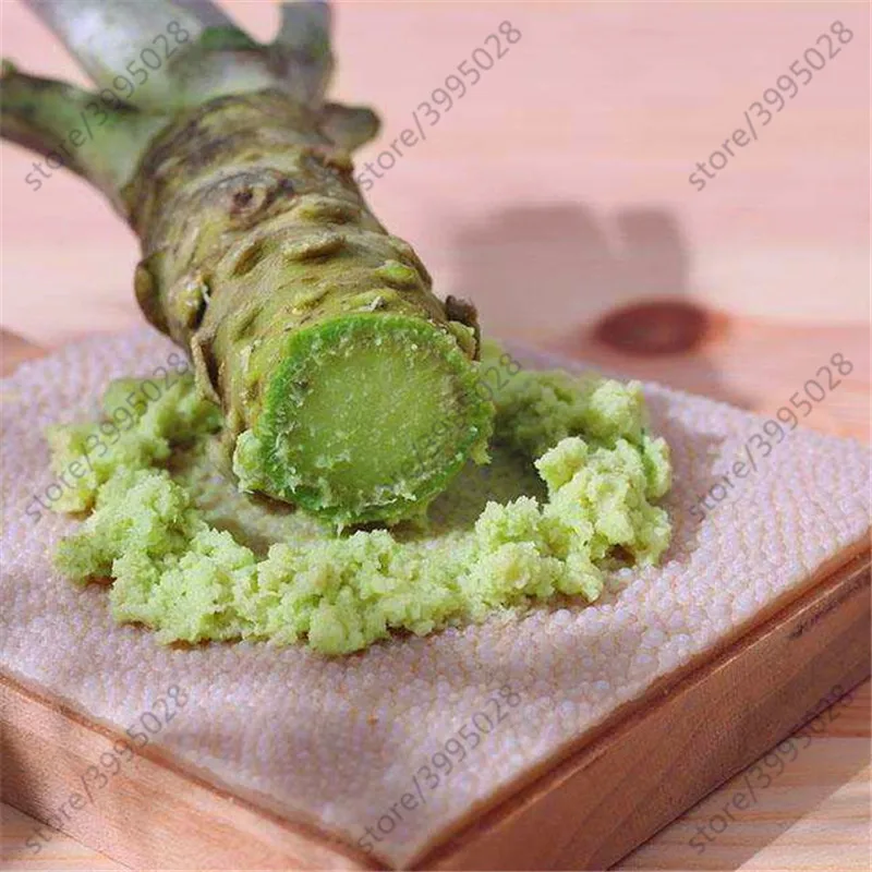 100pcs mustard Japanese Horseradish Seeds Best Seeds Online Free
