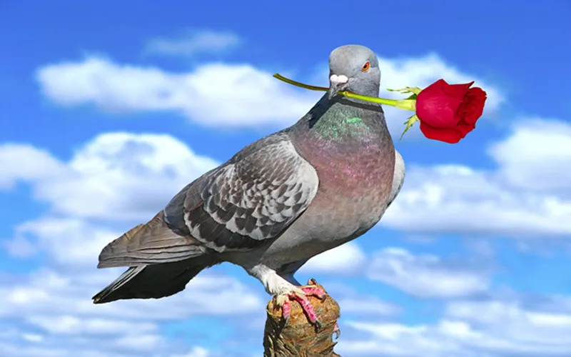 Pigeons against the sky03_