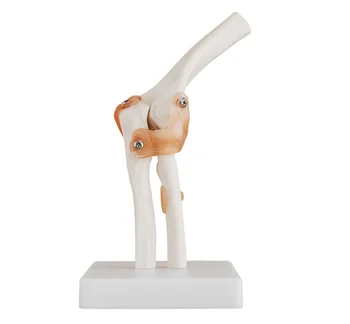 

Natural Big elbow model human model