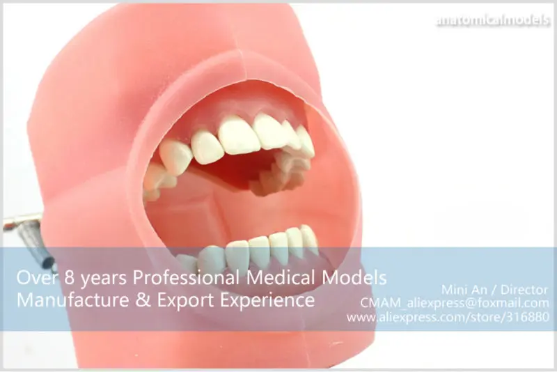 CMAM/12557 Dental-Phantom Head, Human Oral Dental Medical Teaching анатомическая модель