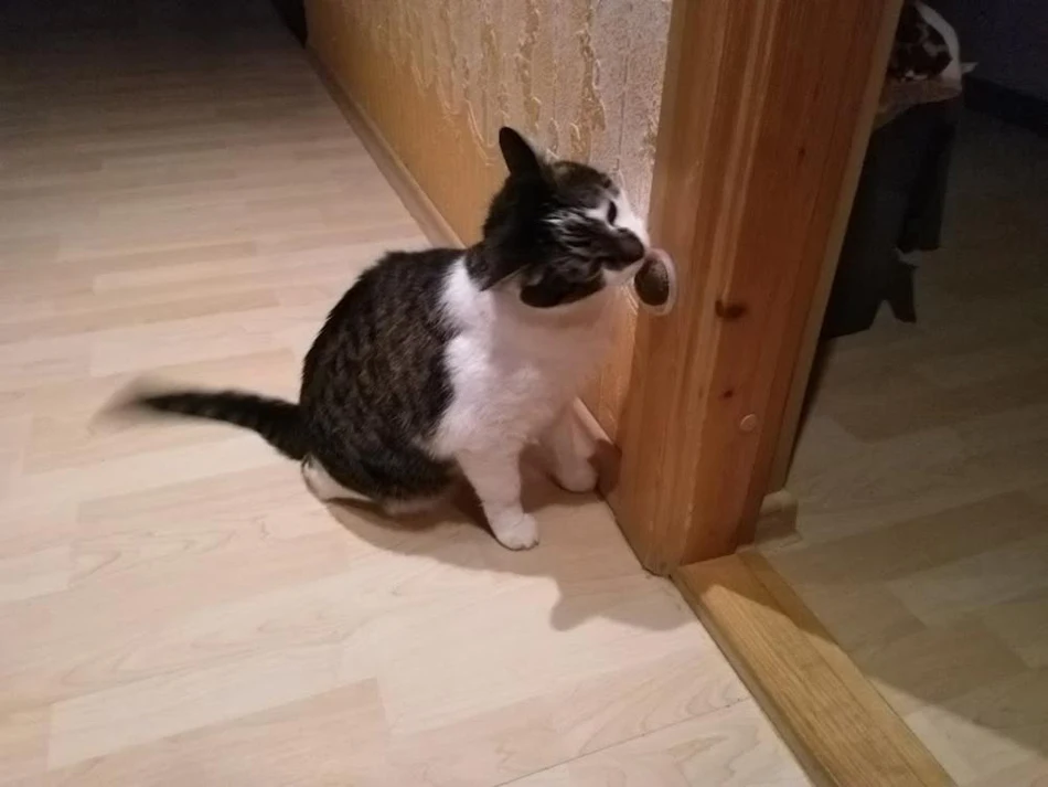 Натуральная игрушка для кошек, сахарная кошачья мята, игрушки для кошек с чехлом, волнистые волосы, Витаминная добавка, товары для взрослых кошек, товары для домашних животных