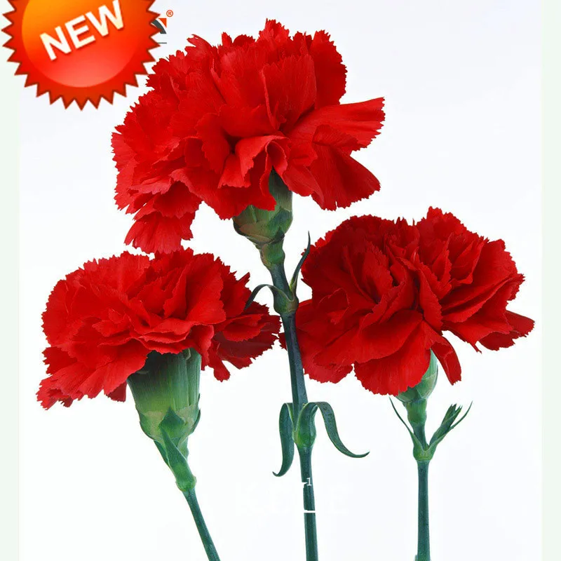 

Loss Promotion!200 Pcs/lot Big Red Carnation bonsai Balcony Potted Courtyard Garden Plants Dianthus Caryophyllus Flower flores,#