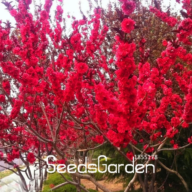 Time-Limit!!10 Pcs/bag Red Japanese cherry blossoms plant Courtyard Garden Bonsai Tree flores Small Sakura Tree plantas Mixed Co Time-Limit!!10 Pcs/bag Red Japanese cherry blossoms plant Courtyard Garden Bonsai Tree flores Small Sakura Tree plantas Mixed Co