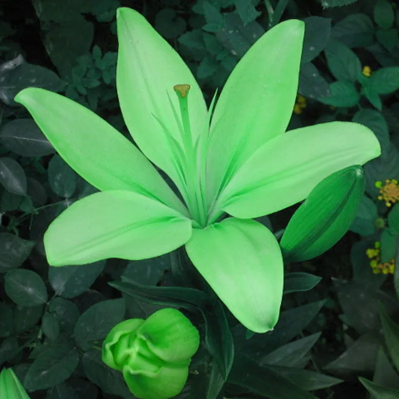 Rare MultiColor Lily Flower Seeds 100pcs/pack GreenSeedGarden