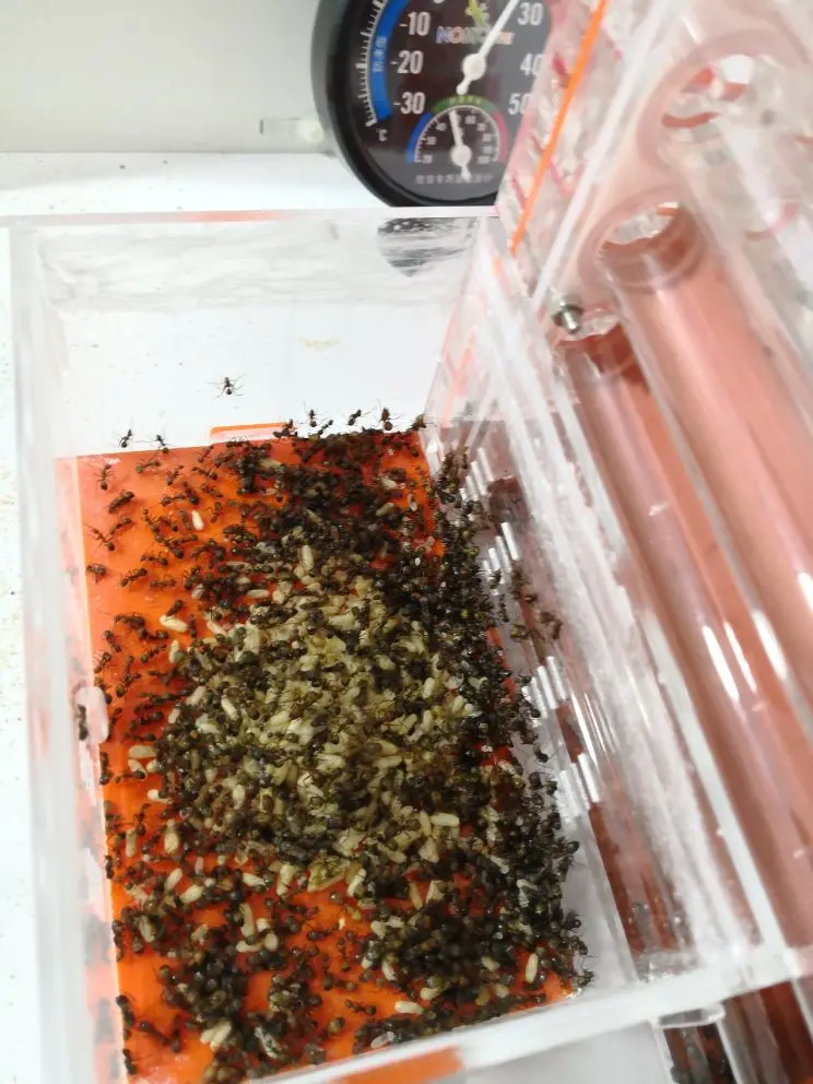 12pcs tubes-ant-nest (6)