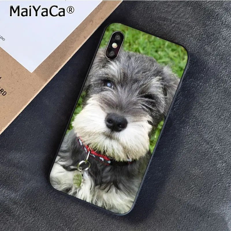 Schnauzer Puppy dog Art