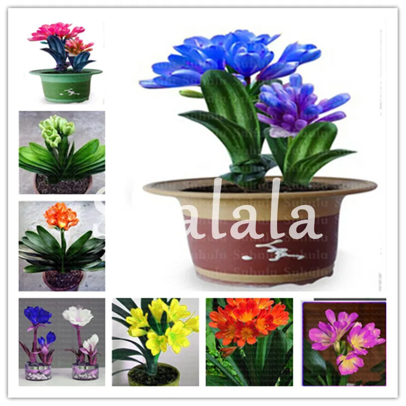 

100 Pcs Hot Sale Clivia Miniata plant Gorgeous Bonsai Rare Bush lily Flower Bonsai DIY Home Garden With High Ornamental Value